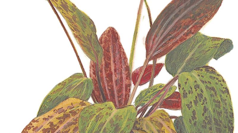 Echinodorus Ozelot