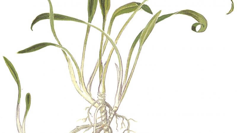 Cryptocoryne parva