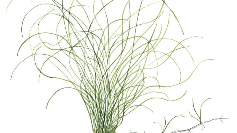 Eleocharis parvula