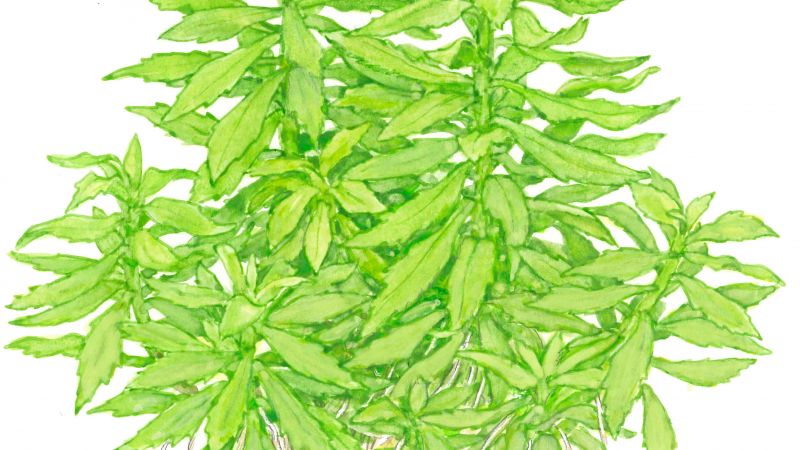 Penthorum sedoides