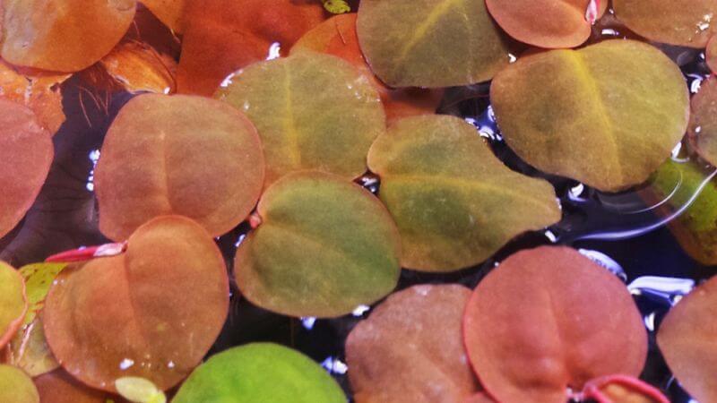Phyllanthus fluitans