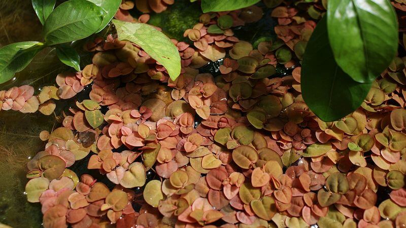Phyllanthus fluitans