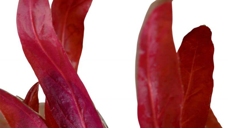 Alternanthera reineckii Pink
