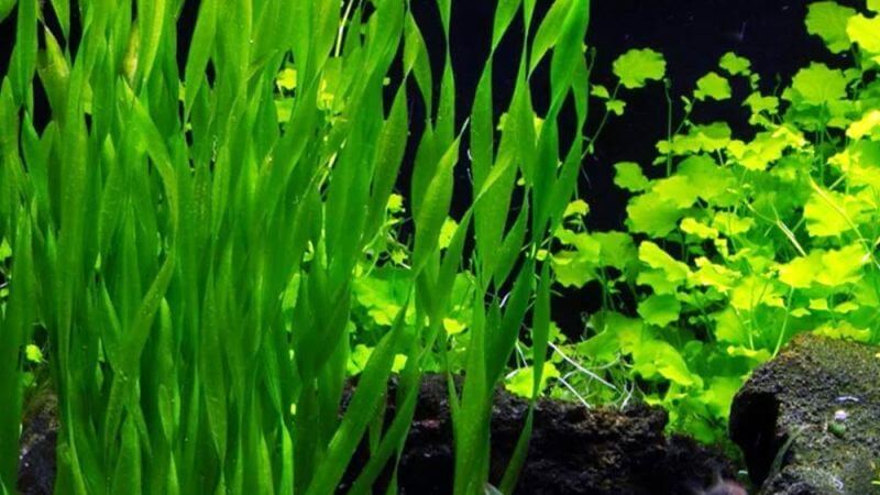 Vallisneria tortifolia (Nurzaniec skretnolistny)