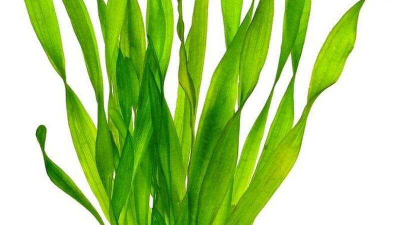 Vallisneria tortifolia (Nurzaniec skretnolistny)