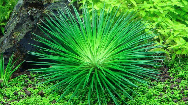Eriocaulon polaris