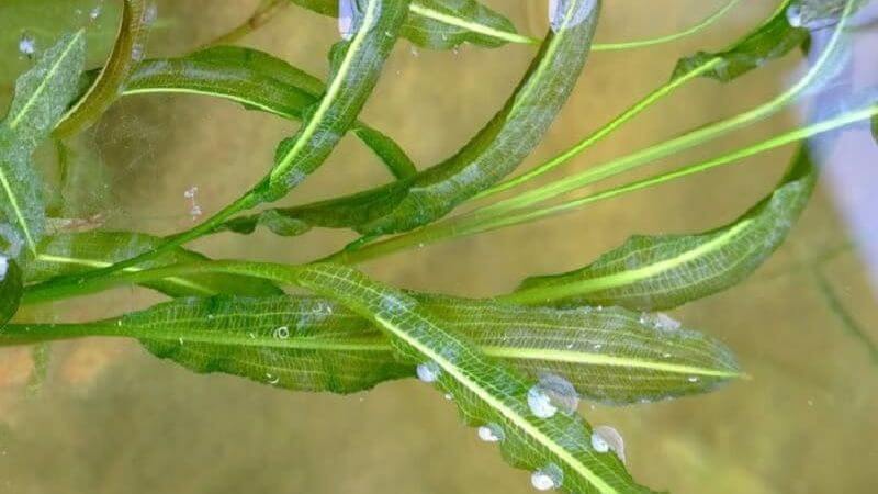 Potamogeton malaianus (Rdestnica malajska) 