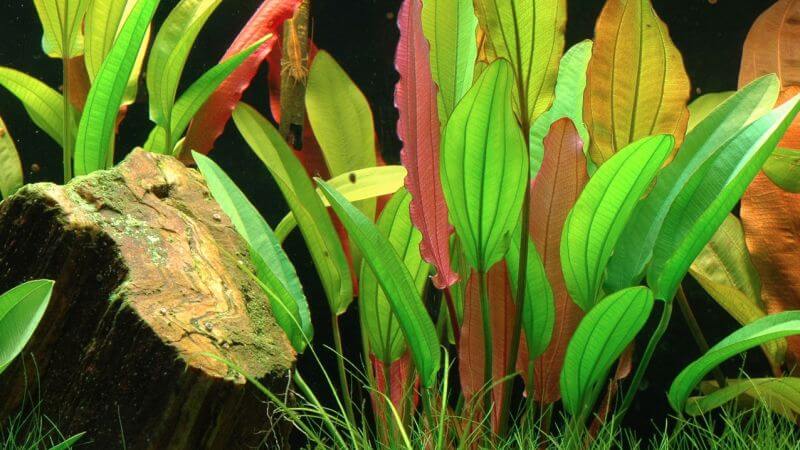 Echinodorus Red Diamond