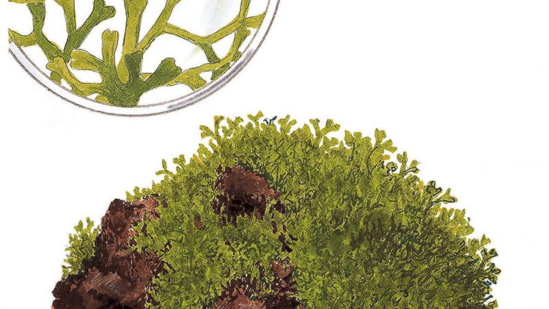Riccia fluitans