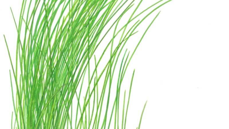 Eleocharis montevidensis