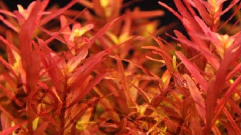 Rotala rotundifolia red