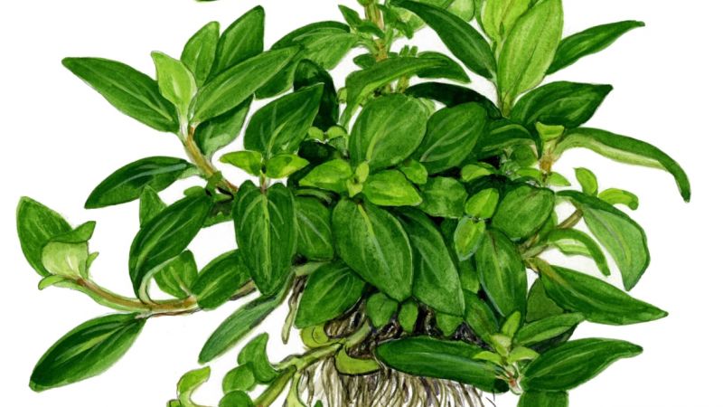 Staurogyne repens