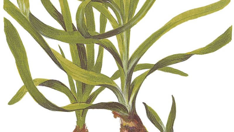 Crinum thaianum