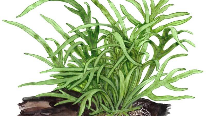 Microsorum pteropus Trident