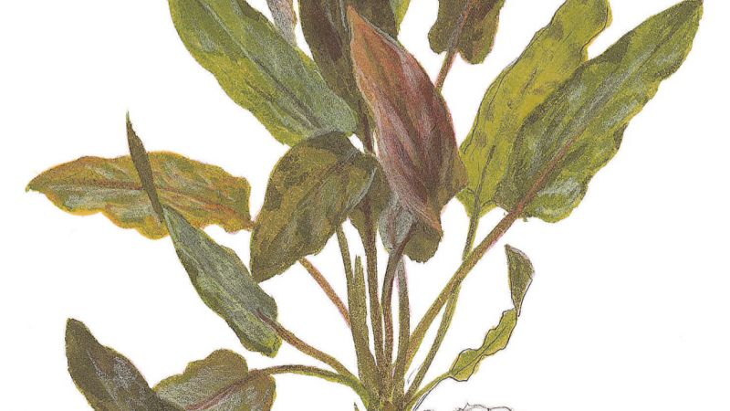 Cryptocoryne undulatus Red