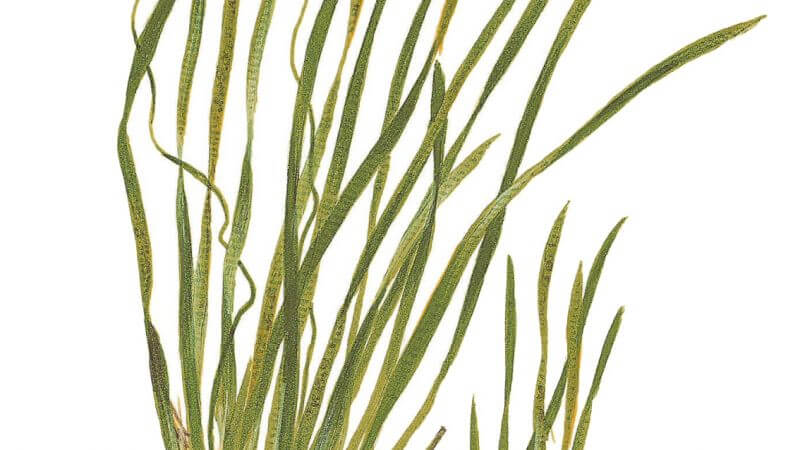 Vallisneria spiralis Tiger