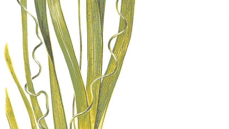 Vallisneria americana gigantea