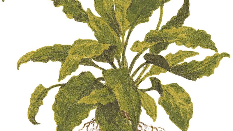 Cryptocoryne wendtii