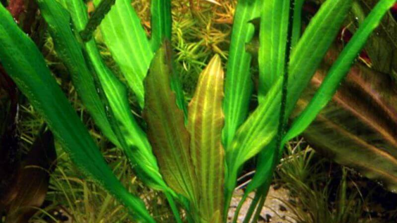 Echinodorus Witin