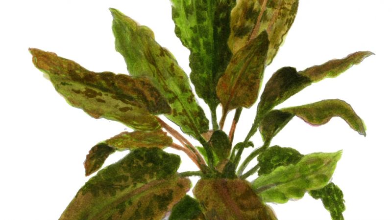 Cryptocoryne wendtii Tropica