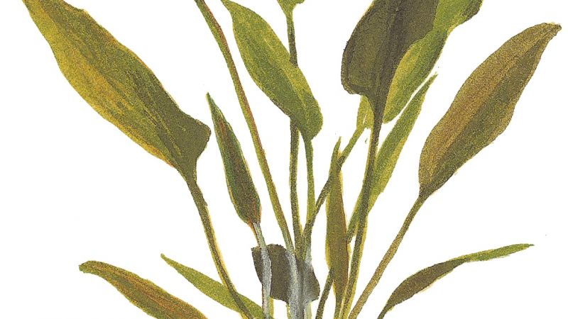 Cryptocoryne x willisii