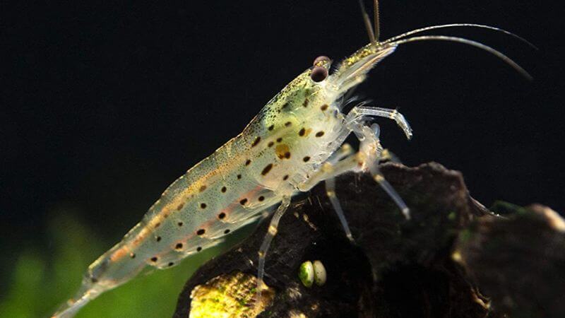 Krewetka Amano - Caridina multidentata