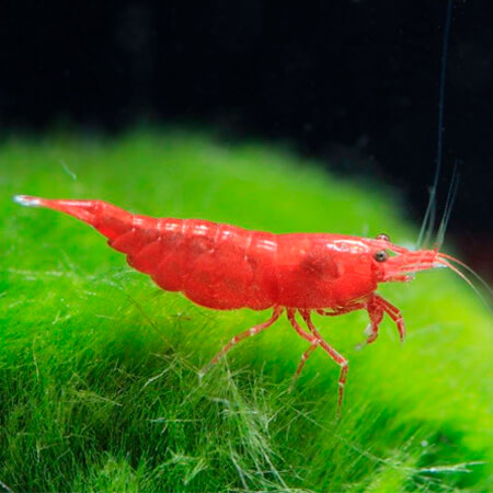 Krewetka Sakura Red - Neocaridina davidi var. Red Sakura