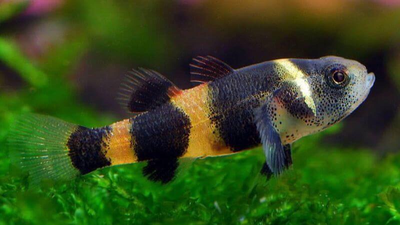 Babka osa (babka złota) - Brachygobius doriae