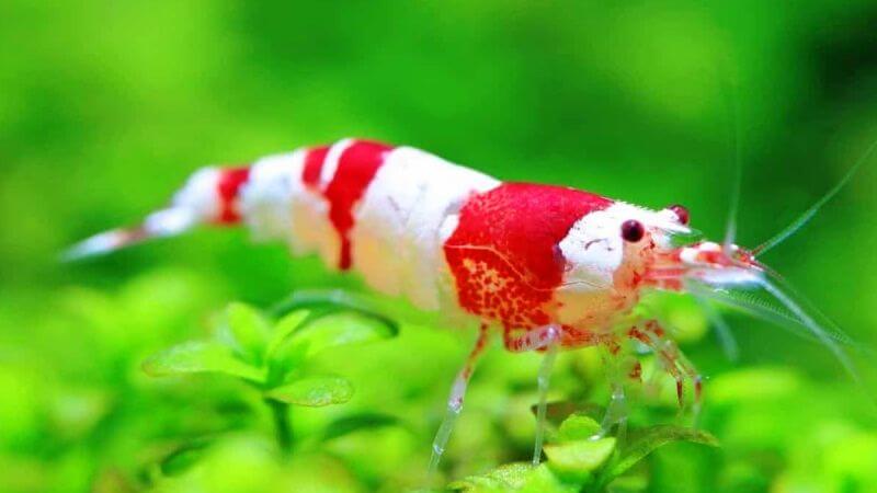 Krewetka Crystal Red - Caridina Crystal Red Bee
