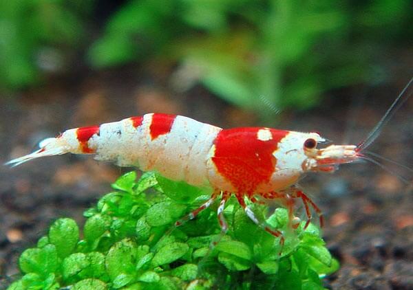 Krewetka Crystal Red - Caridina Crystal Red Bee