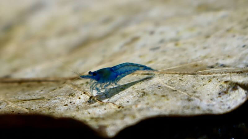 Krewetka Blue Diamond - Neocaridina heteropoda var. Blue Diamond
