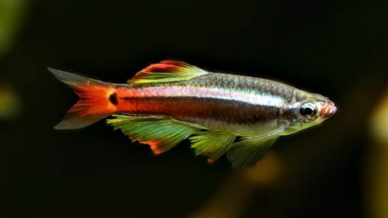 Kardynałek chiński - Tanichthys albonubes 