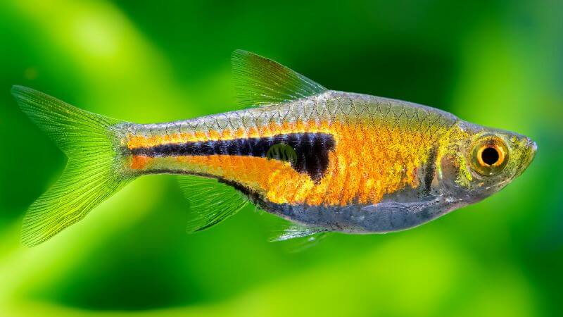 Razbora espei - Trigonostigma espei