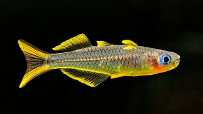 Modrook słoneczny - Pseudomugil furcatus