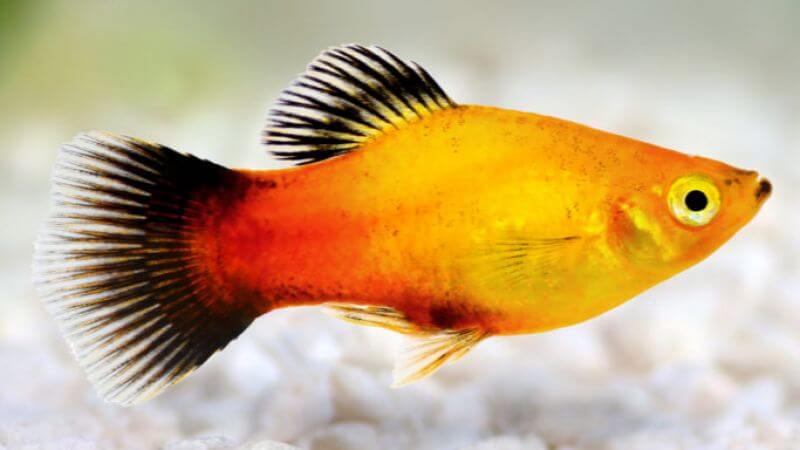 Zmienniak wielobarwny (platka) - Xiphophorus variatus