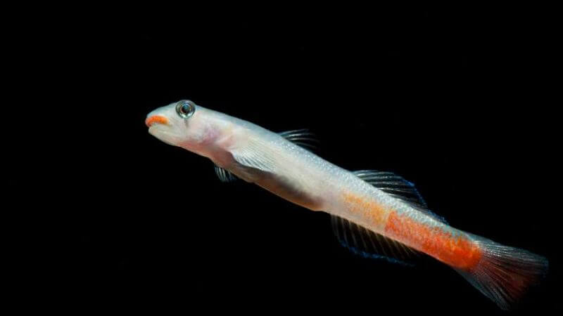 Babka Red Lips - Sicyopus rubicundus