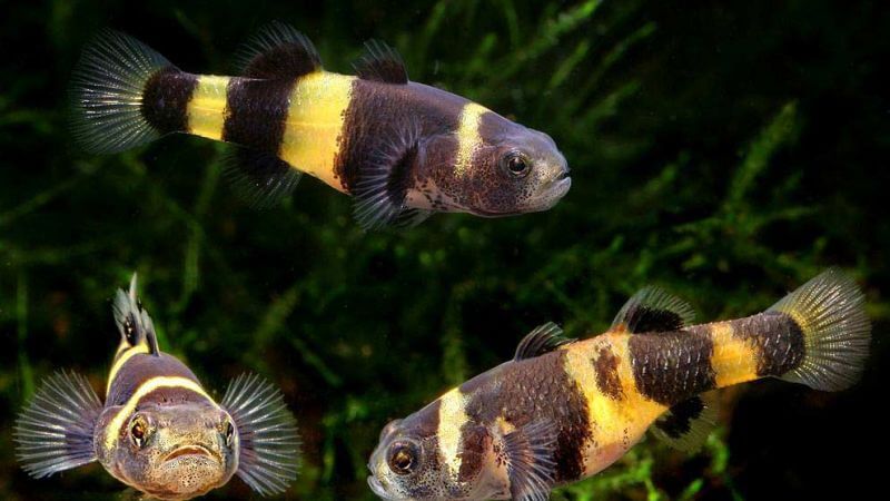 Babka osa (babka złota) - Brachygobius doriae