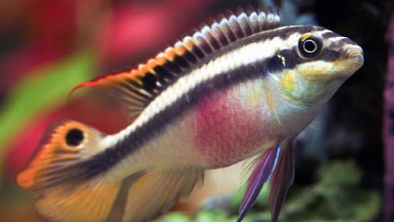 Barwniak czerwonobrzuchy SUPER RED - Pelvicachromis pulcher