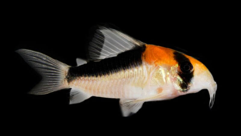 Kirysek adolfa - Corydoras adolfoi
