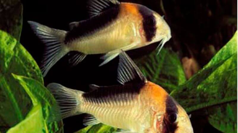 Kirysek adolfa - Corydoras adolfoi