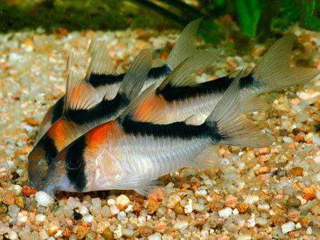 Kirysek adolfa - Corydoras adolfoi