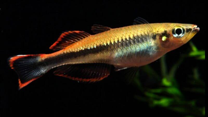 Bedocja madagaskarska (aterynka) - Bedotia geayi