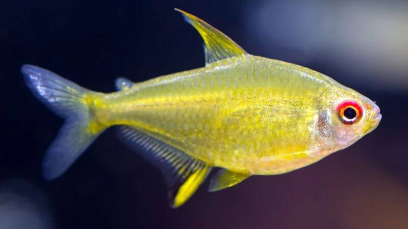 Bystrzyk pięknopłetwy cytrynka - Hyphessobrycon pulchripinnis