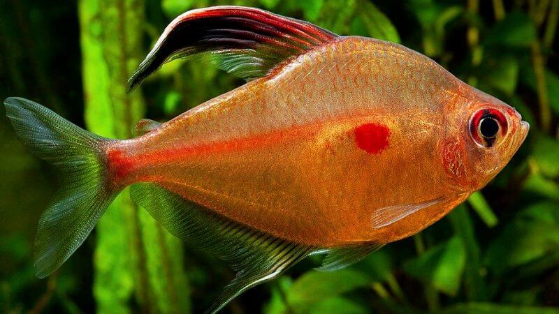 Bystrzyk pereza - Hyphessobrycon erythrostigma