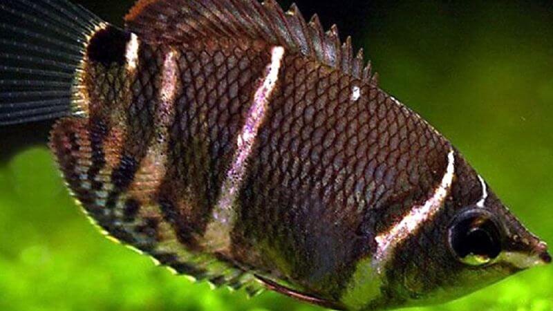 Gurami czekoladowe - Sphaerichthys osphromenoides