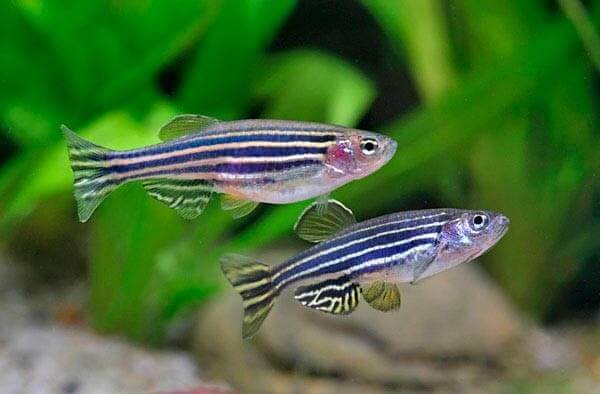 Danio pręgowane - Brachydanio rerio