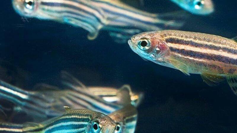 Danio pręgowane - Brachydanio rerio