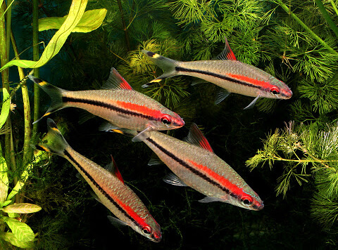 Brzanka denisona - Puntius denisonii