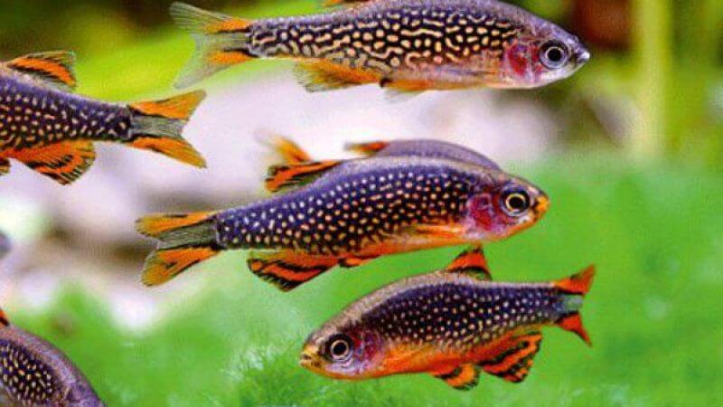 Danio galaxy - Danio margaritatus