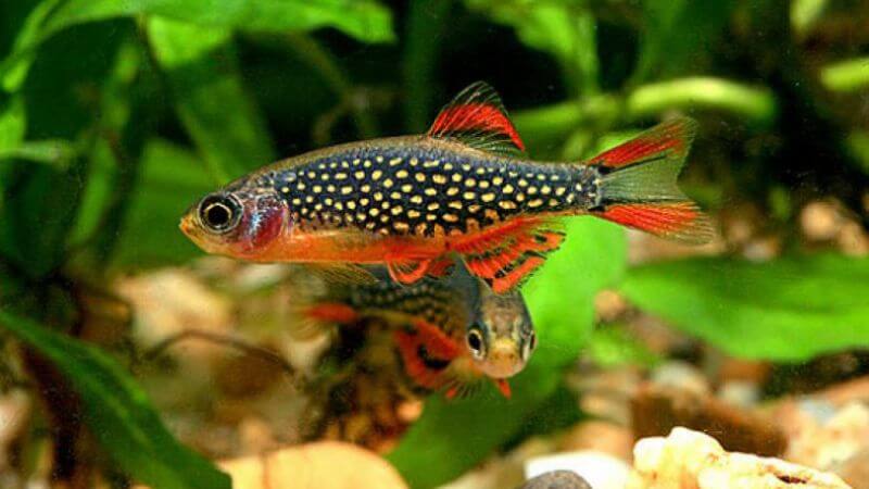 Danio galaxy - Danio margaritatus
